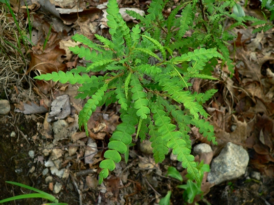 {Comptonia peregrina}